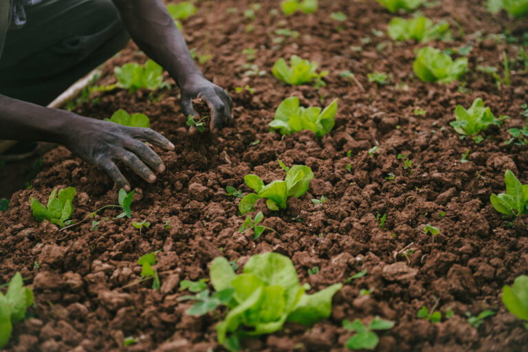 Black farmers, Mississippi, lawsuit