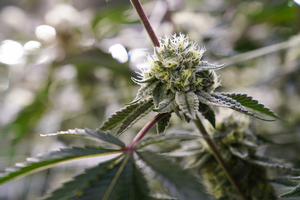 Ohio Republicans Propose Sweeping Changes To Cannabis Legalization Measure