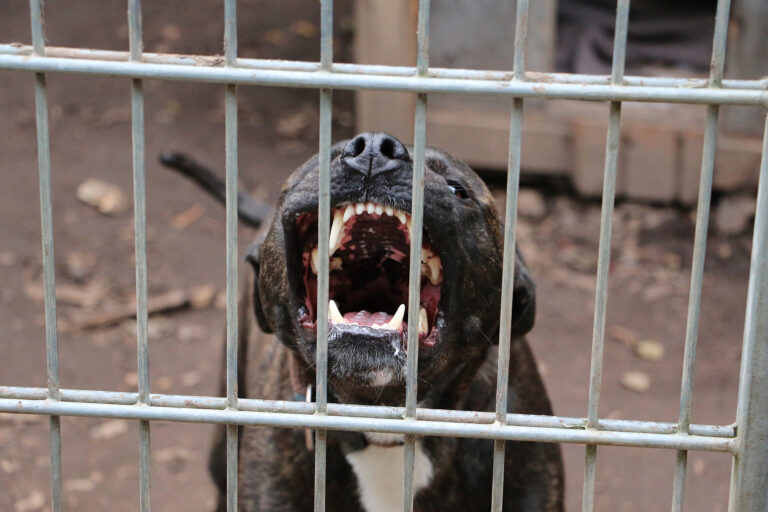 pit bull, Compton, mauled, Los Angeles