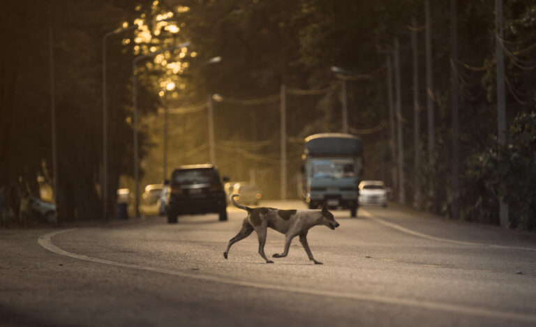 Atlanta Police Hunts For Man Accused of Sexually Assaulting, Butchering Two Dogs