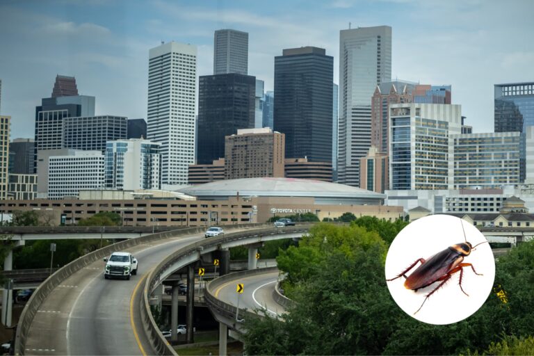 Texas Cities Lead List Of Most Roach-Filled Metropolises