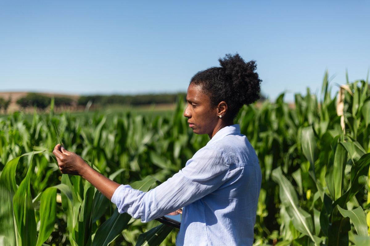 Black farmers, USDA