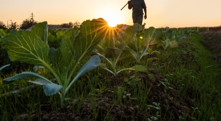 Philip Cobbs, 600-acre Farmland, Virginia
