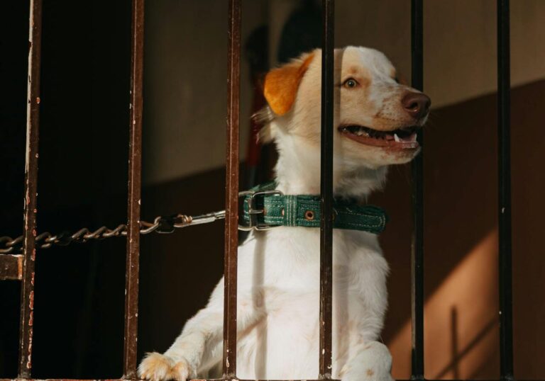 NFL player, animal cruelty, dog skinny