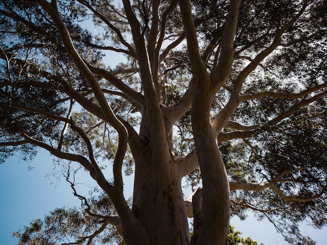 tree, North Carolina, Fort Branch Museum,