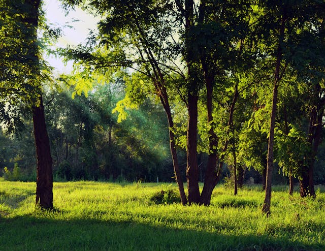 hanging, tree, Albany, Earl Smith