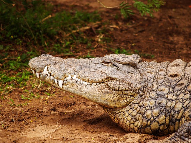 Australia, The Real Tarzann, crocodile, crocodiles, wildlife, influencer, social media,