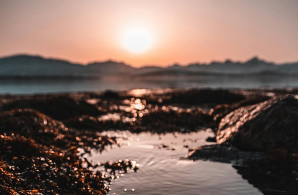 Zanzibar’s Seaweed Boom Is Empowering Women Farmers