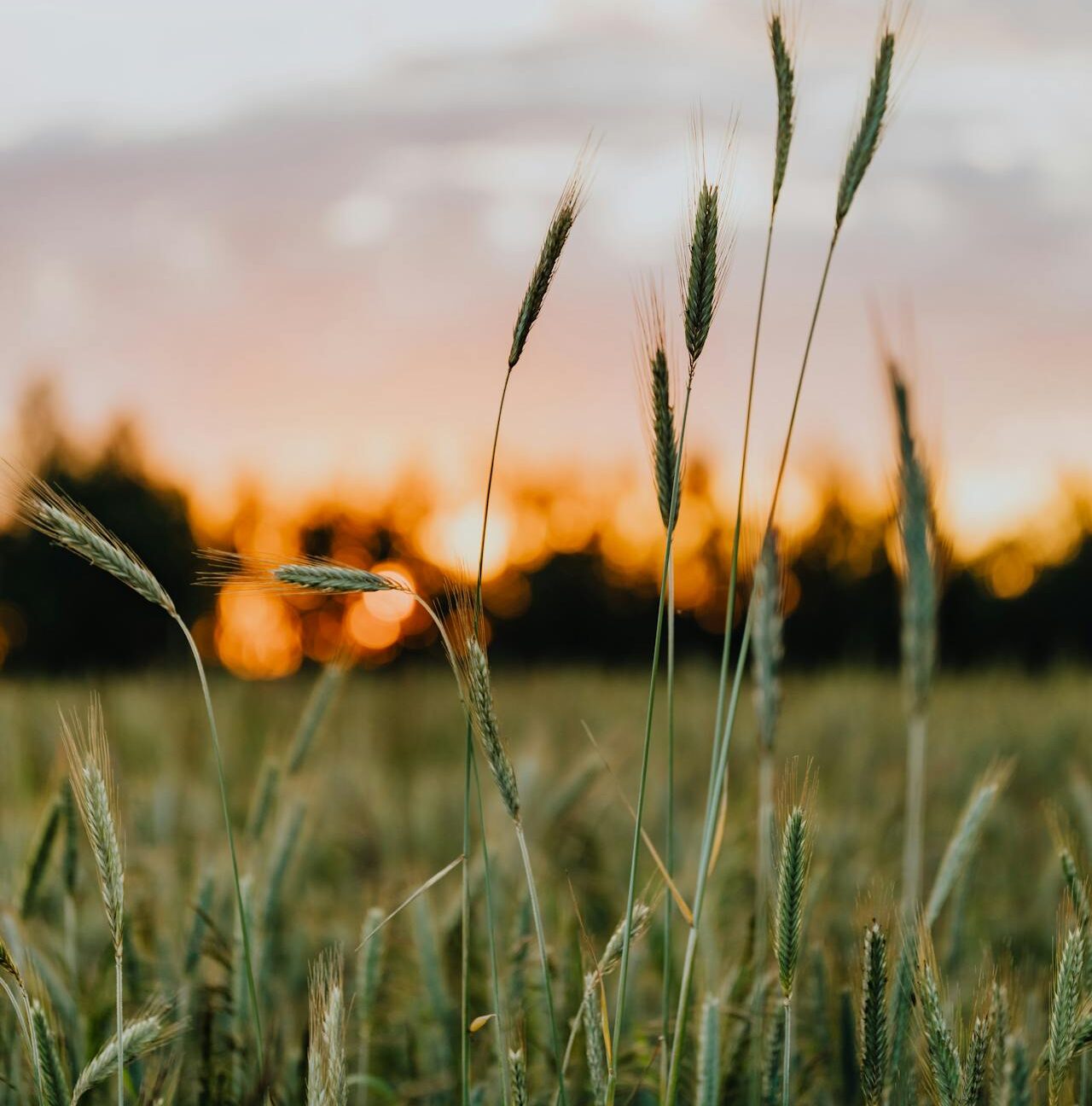 Maryland Sisters, Reclaim Ancestral Land